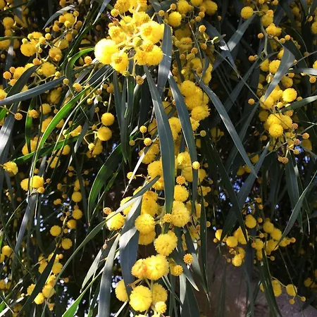 Casa Jardim Oasis Διαμέρισμα